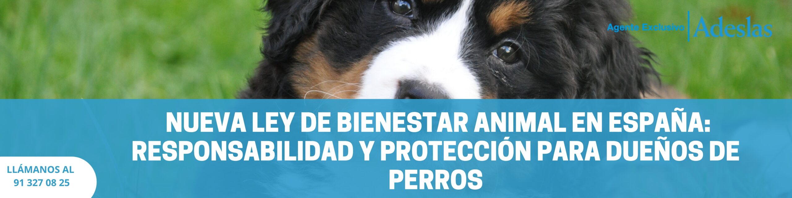 Nueva Ley de Bienestar Animal en España: responsabilidad y protección para dueños de perros