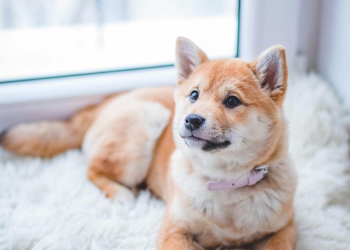 Seguro de mascotas para perros